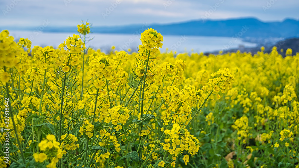 Obraz premium 菜の花畑と伊豆半島
