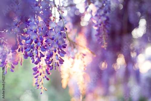 Canvas-taulu Spring flowers wisteria blooming in sunset garden