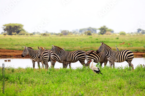 Zebras in Tsavo East National Park  Kenya  Africa