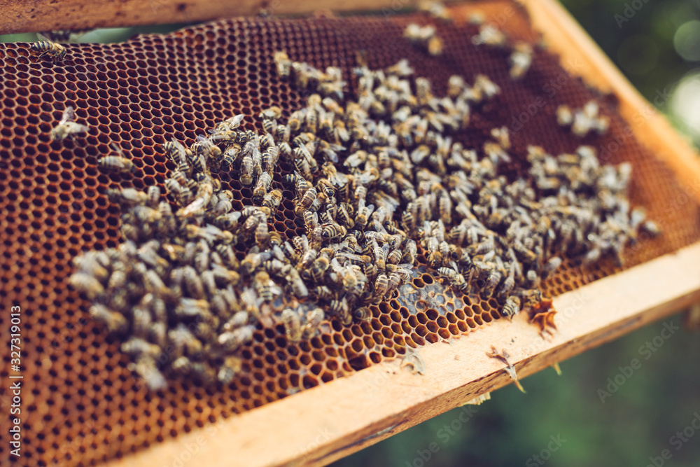 The beekeeper holds a honey cell with bees in his hands. Beekeeper inspecting honeycomb frame at apiary. The beekeeper holds a honey cell with bees in his hands. Beekeeper inspecting honeycomb frame at apiary.