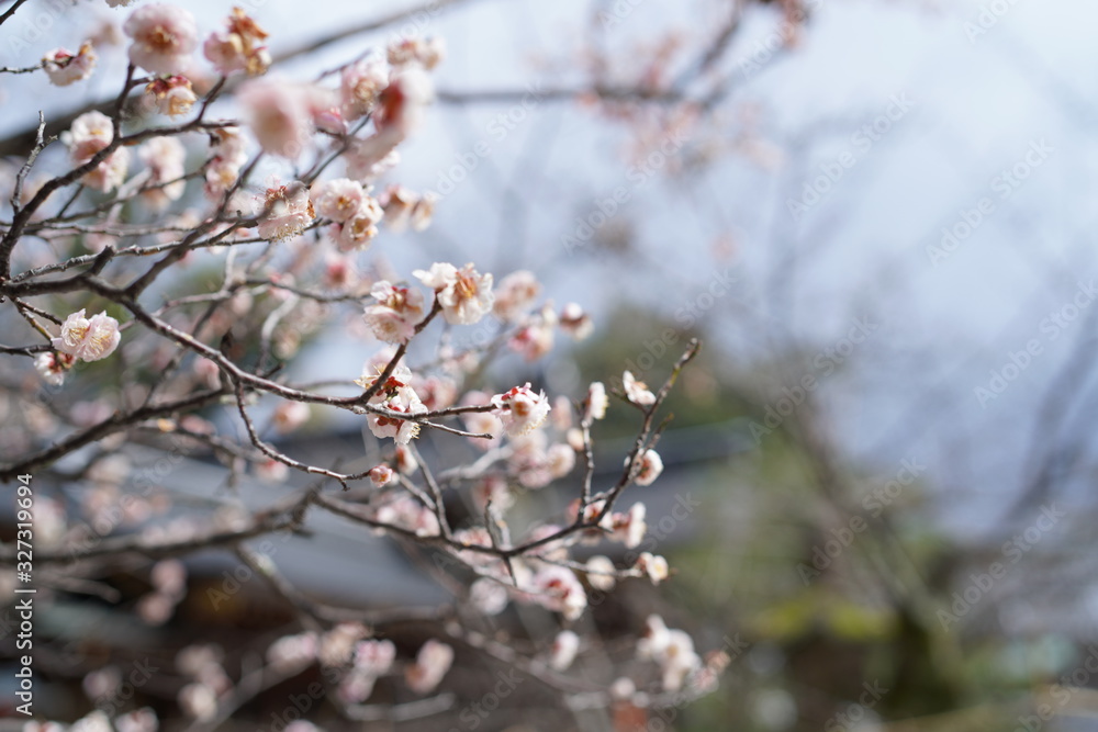 京都の桜 京都の桜