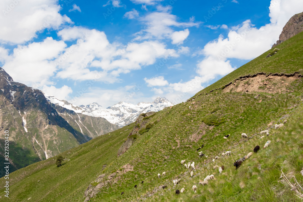 sheep on steep slopes, meadows of the Elbrus region sheep on steep slopes, meadows of the Elbrus region