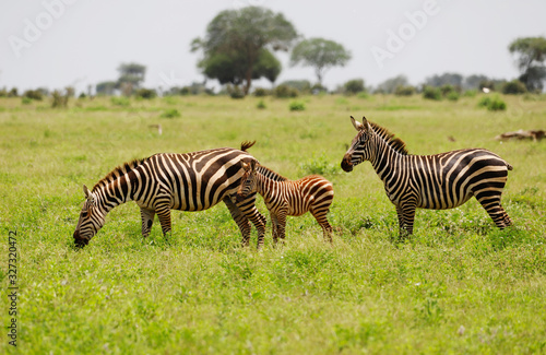 Zebras in Tsavo East National Park  Kenya  Africa