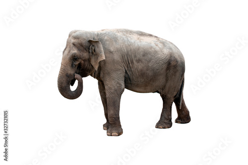  Elephant walking, and isolated on a white background
