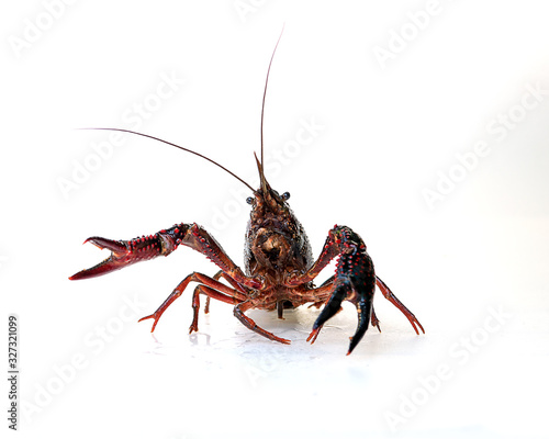 shrimp isolated on white background. close-up portrait seen from the front with raised claws