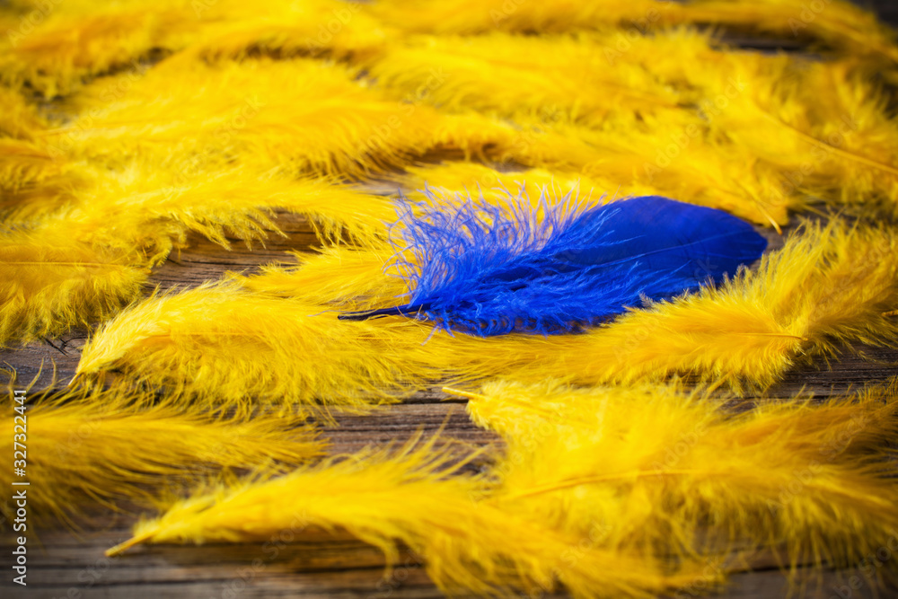Fototapeta premium blue and yellow feathers on old wooden background