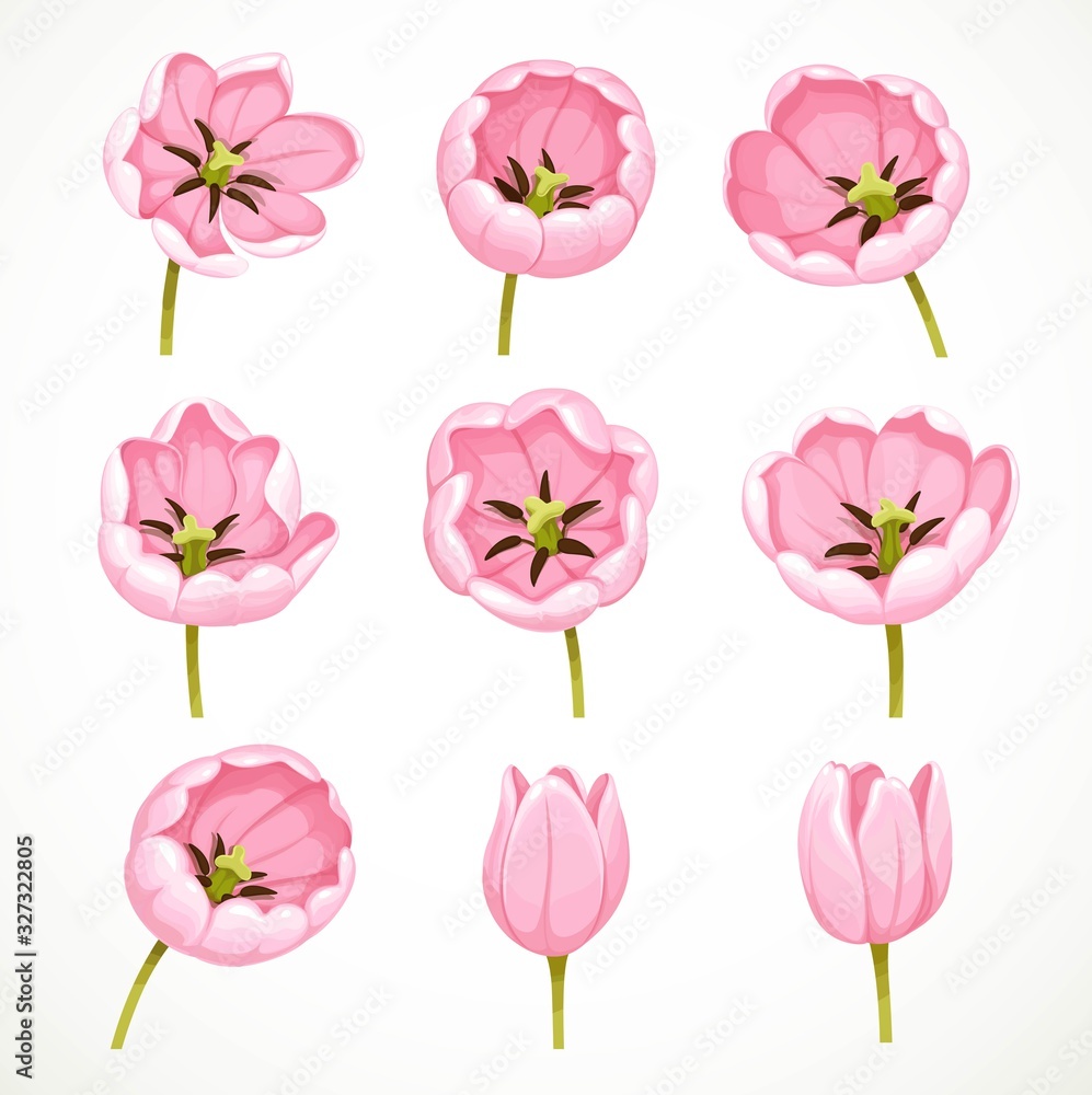 Pink tulip flowers set isolated on white background