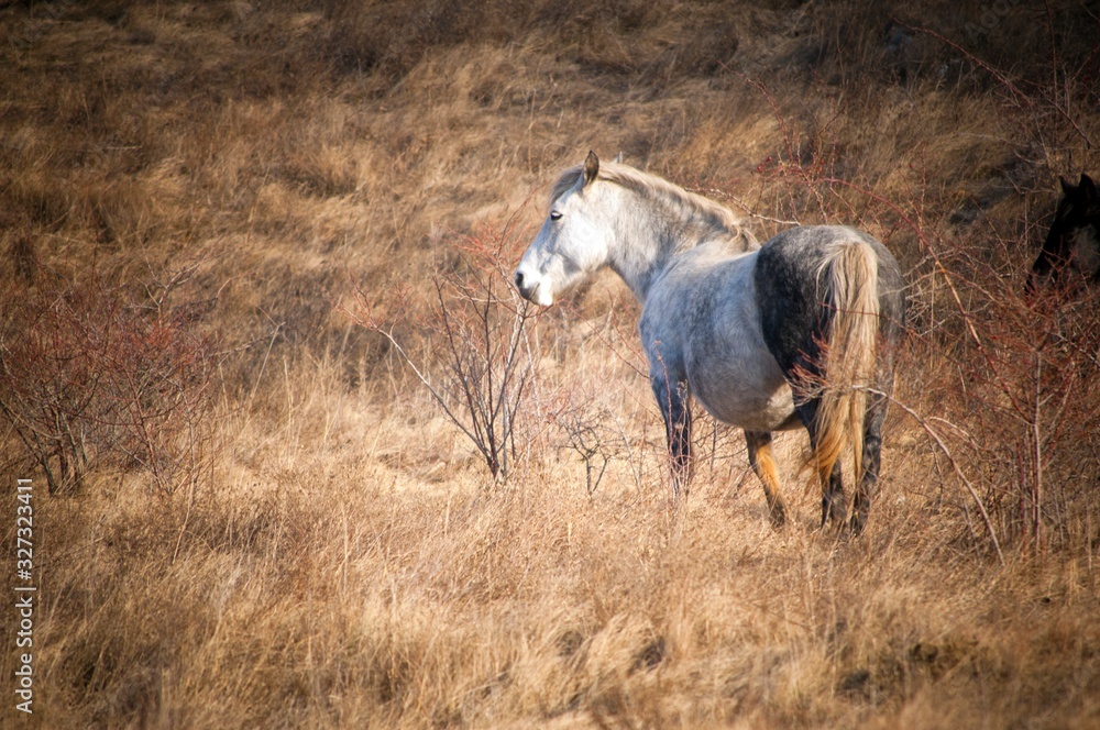 Obraz premium field forest