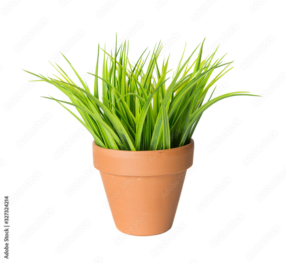 Green grass in a ceramic pot Green grass in a ceramic pot