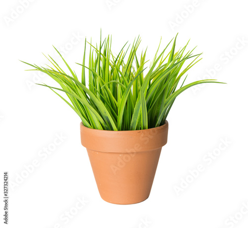 Green grass in a ceramic pot