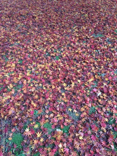 紅葉の絨毯