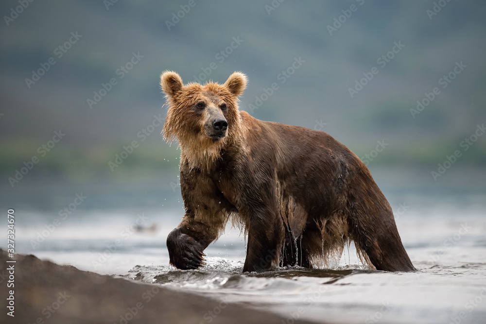 The Kamchatka brown bear, Ursus arctos beringianus catches salmons at Kuril Lake in Kamchatka, running in the water, action picture The Kamchatka brown bear, Ursus arctos beringianus catches salmons at Kuril Lake in Kamchatka, running in the water, action picture