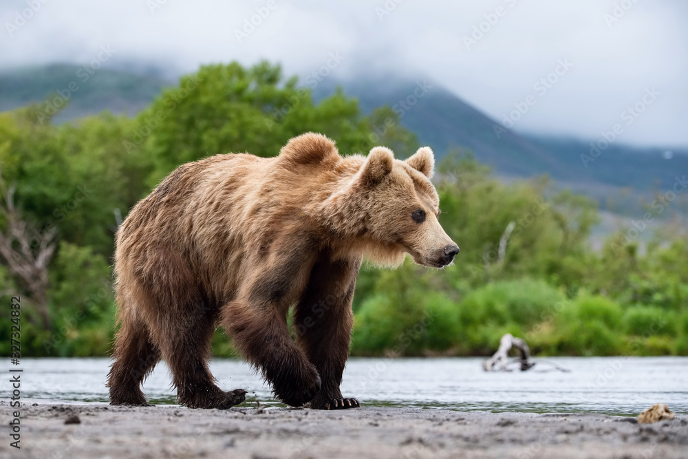 Fototapeta premium The&nbsp;Kamchatka&nbsp;brown&nbsp;bear, Ursus arctos beringianus catches salmons at Kuril Lake in Kamchatka, running in the water, action picture
