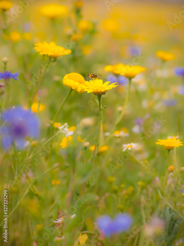 A hoverfly about to land on a Corn Marigold flower in an English wildflower meadow with a soft focus background.