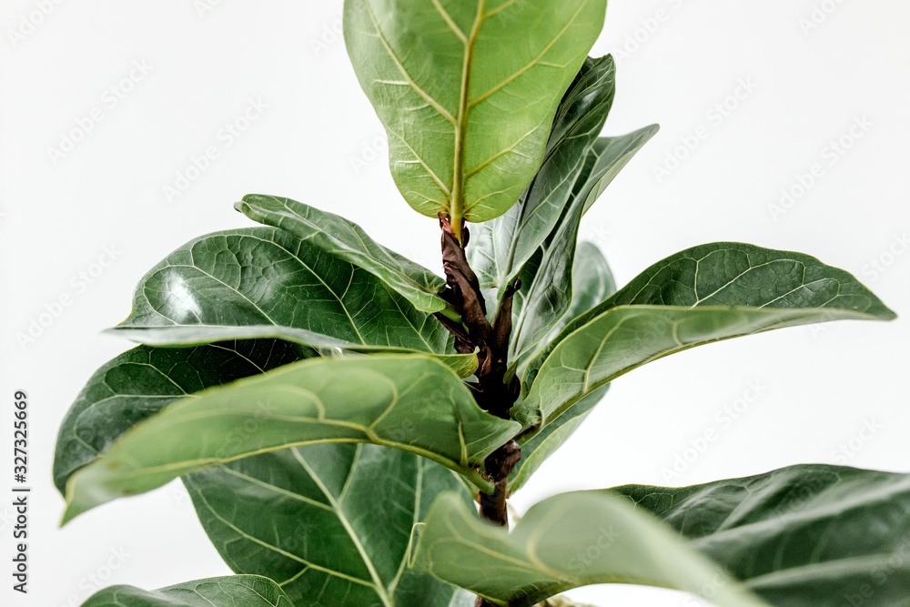 Home plant green leaf ficus benjamina, elastica on a white background Home plant green leaf ficus benjamina, elastica on a white background