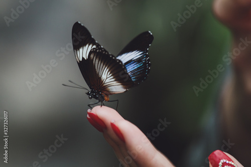 Beautiful butterfly sits on a hand