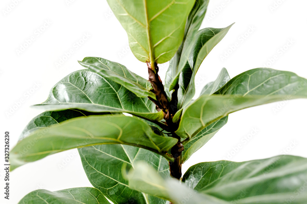 Home plant green leaf ficus benjamina, elastica on a white background Home plant green leaf ficus benjamina, elastica on a white background