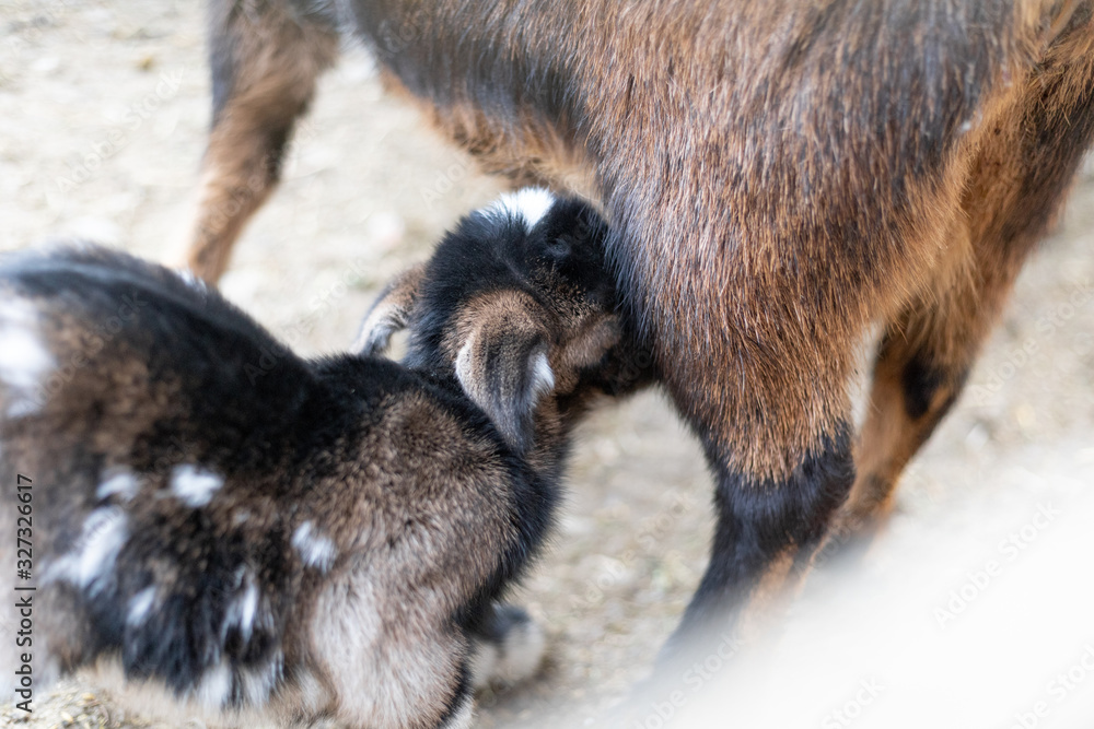 little goat baby suckling from his mum little goat baby suckling from his mum