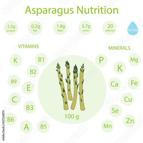 Asparagus Nutrition hand drawn vector illustration. Vitamins and minerals. Isolated Vegetable colorful object. Detailed vegetarian food drawing. Market product. Great for menu, fitness, diet
