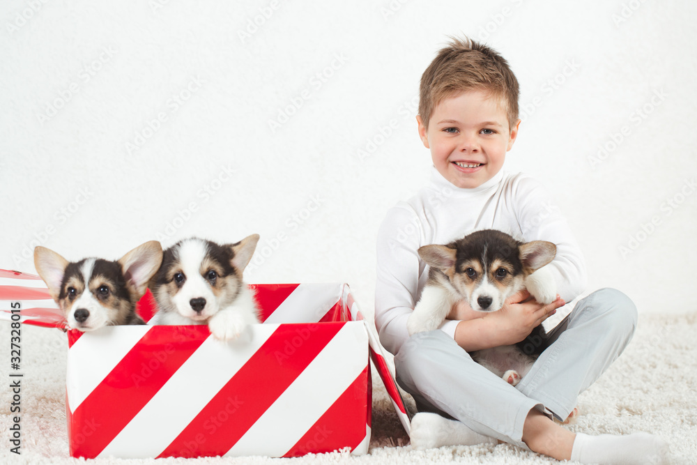 Three Corgi puppies are sitting in a gift box.