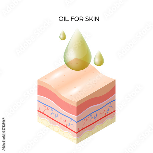 oil for skin cross-section of human skin layers structure skincare medical concept flat vector illustration