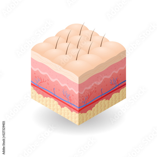 skin with cellulite and hair cross-section of human skin layers structure skincare medical concept flat vector illustration