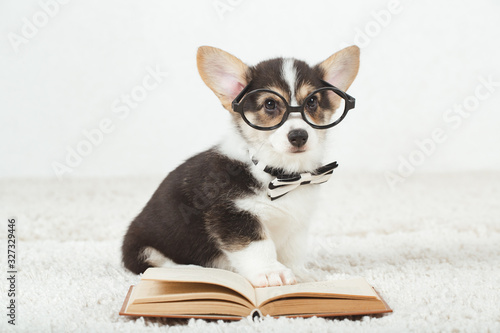 Corgi dog puppy with glasses © Kirill Grekov