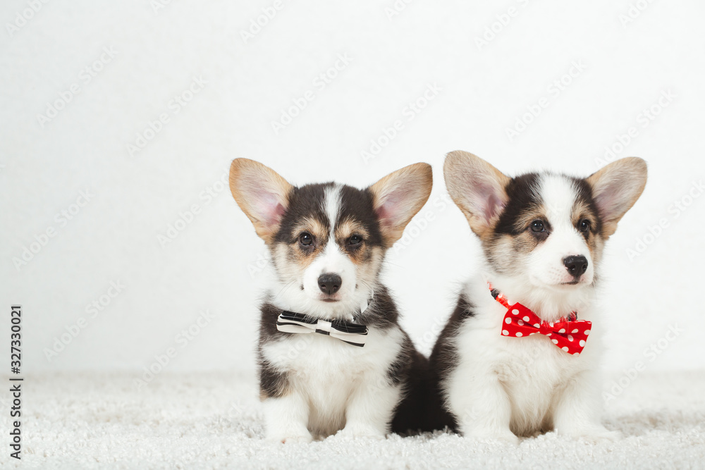 Corgi puppies with bow tie