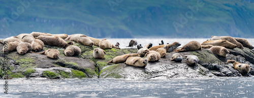 Quadro su tela Harbour Seals basking on a rock at Loch Coruisk, Isle of Skye, Scotland
