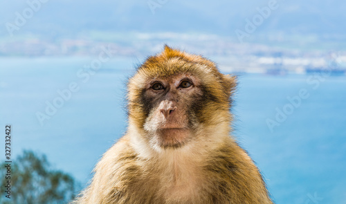 Barbary  monkey head © PhotoFires