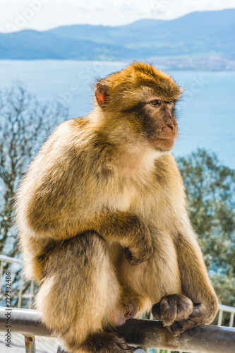 Barbary monkeys in Gibraltar © PhotoFires