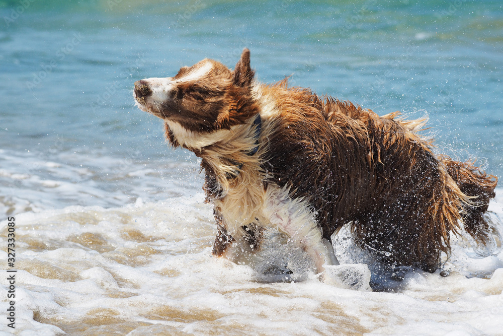 Dog collie shakes off water after swimming in the ocean. Funny Dog..