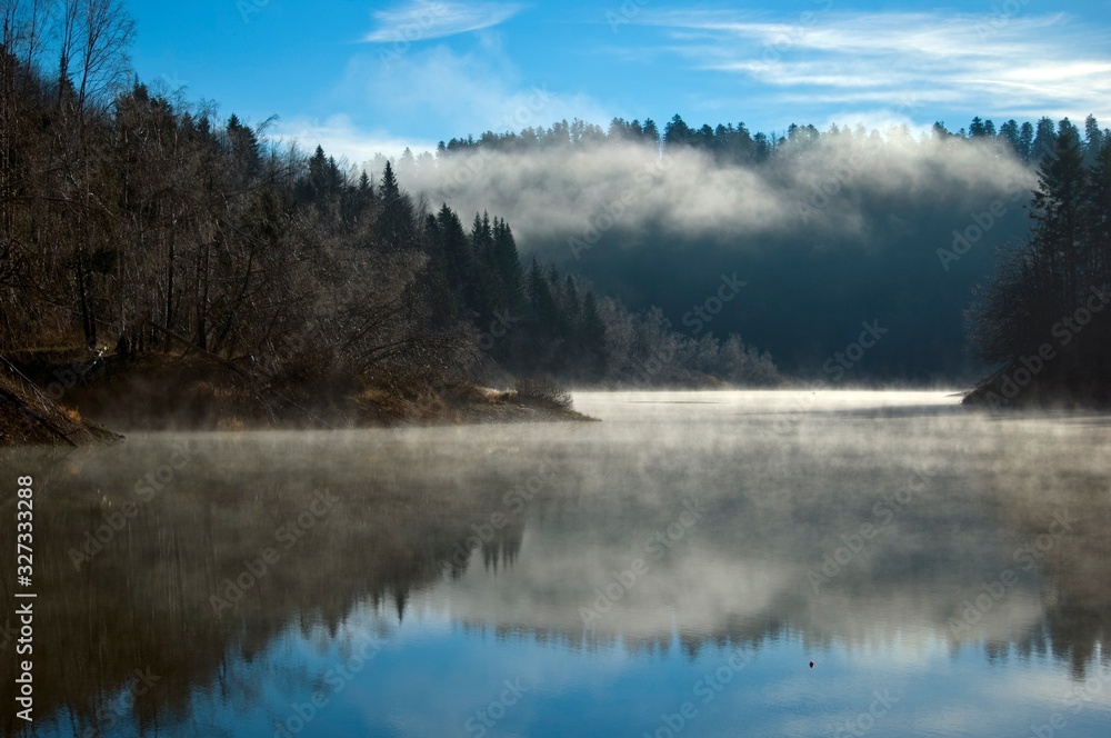 Fototapeta premium forest