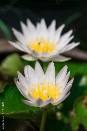 White lotus flower backdrop, another lotus flower blurred in the background
