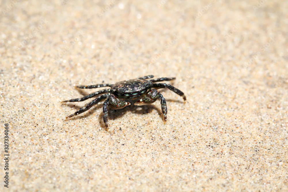 eine kleine Krabbe, beheimatet am Pazifischen Ozean