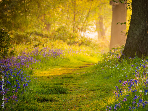 A path through an English woodland with early sun dappling the forest floor photo