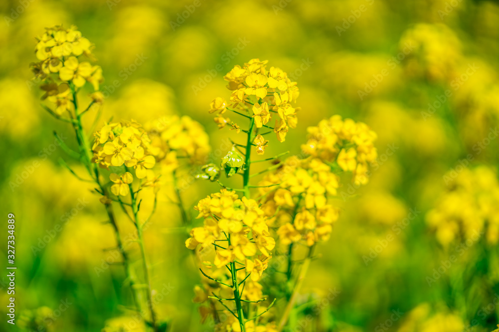 Obraz premium 春の風景 菜の花 ~ Canola Flower ~