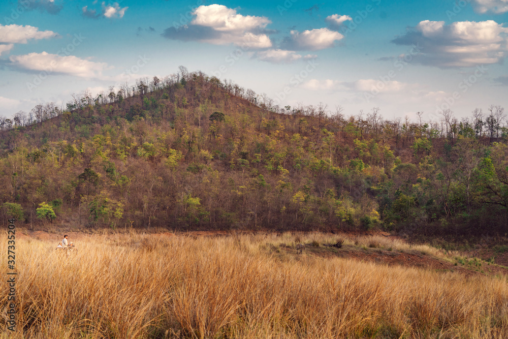 Wildlife Safari Vehicle in Grassland in Satpura Wildlife Safari Vehicle in Grassland in Satpura