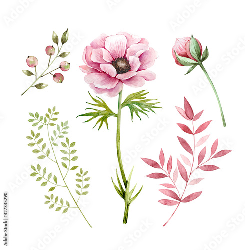 Set of decorative illustrations of flowers and plants on a white background. pink flowers anemones and plants berries and buds, watercolor illustration