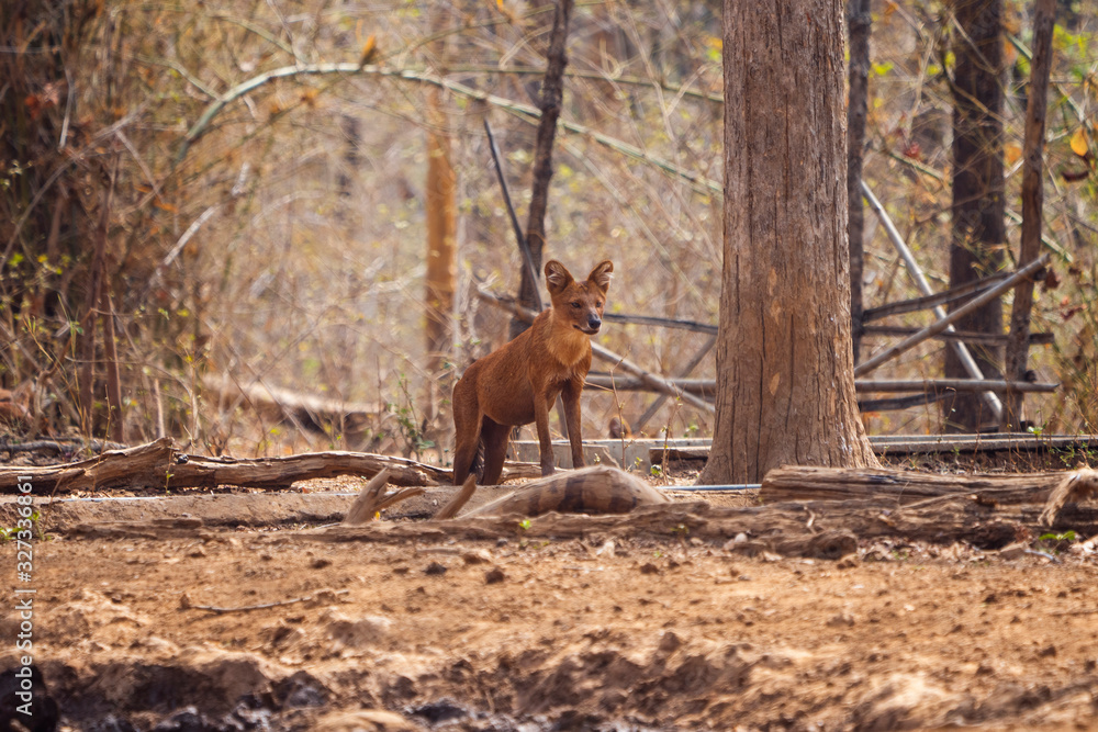 Dhole or Indian Wild Dog standing Alert in Nagzira Tiger Reserve, Maharashtra, India
