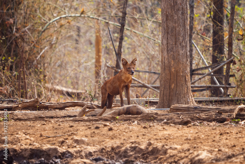 Dhole or Indian Wild Dog standing Alert in Nagzira Tiger Reserve, Maharashtra, India photo