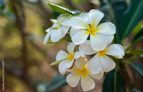 Plumeria, Frangipani, Temple Treee, white flowers bloom on the trees in the garden.