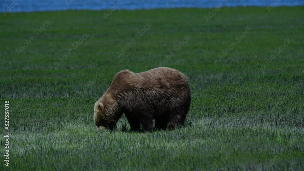 Brown Bear eating sedge in Alaska Brown Bear eating sedge in Alaska
