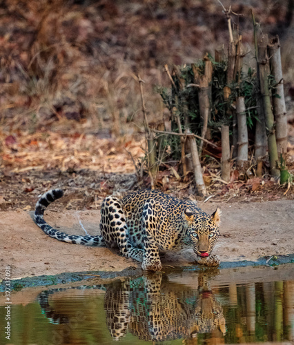 Leopard in Nagzira National Parl photo