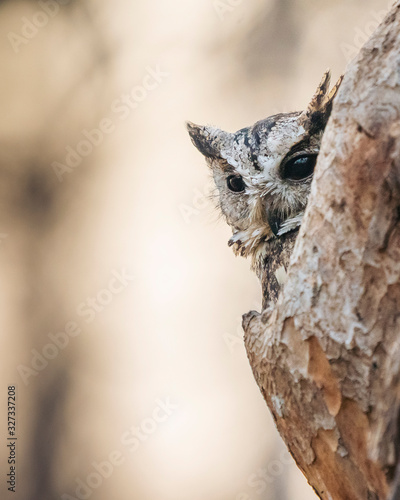 Indian Scops Owl peering out from a hole in a tree trunk in Nagzira Tiger Reserve, Maharashtra, India photo