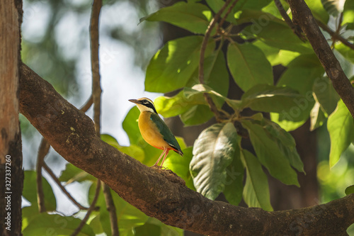 Profile of Indian Pitta Bird (Navrang) sitting on a branch in Nagzira Tiger Reserve, Maharashtra, India photo