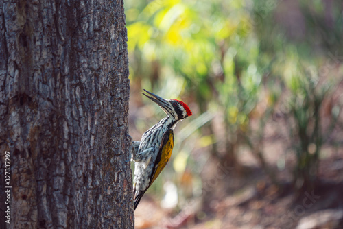 Flameback Woodpecker on a Tree Trunk in Nagzira Tiger Reserve, Maharashtra, India photo