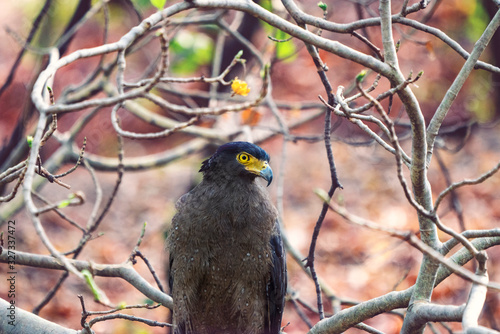Crested Serpent Eagle Sitting on a branch in Nagzira Tiger Reserve, Maharashtra, India in the summer photo