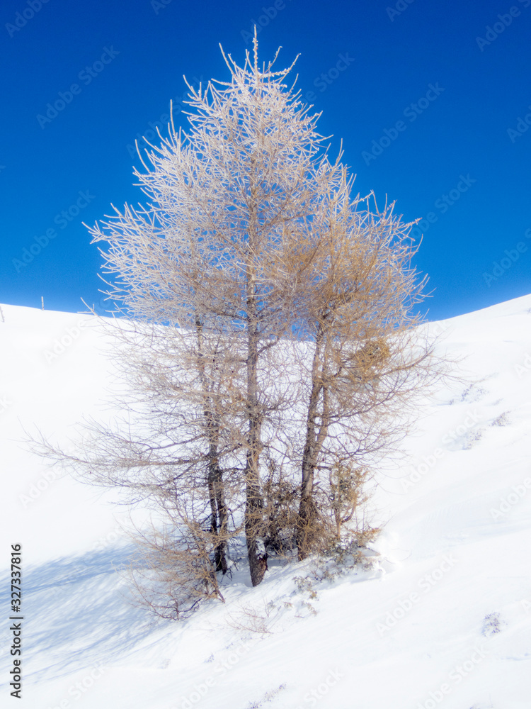 Snow and ice covered trees in a sunny morning in the Alps