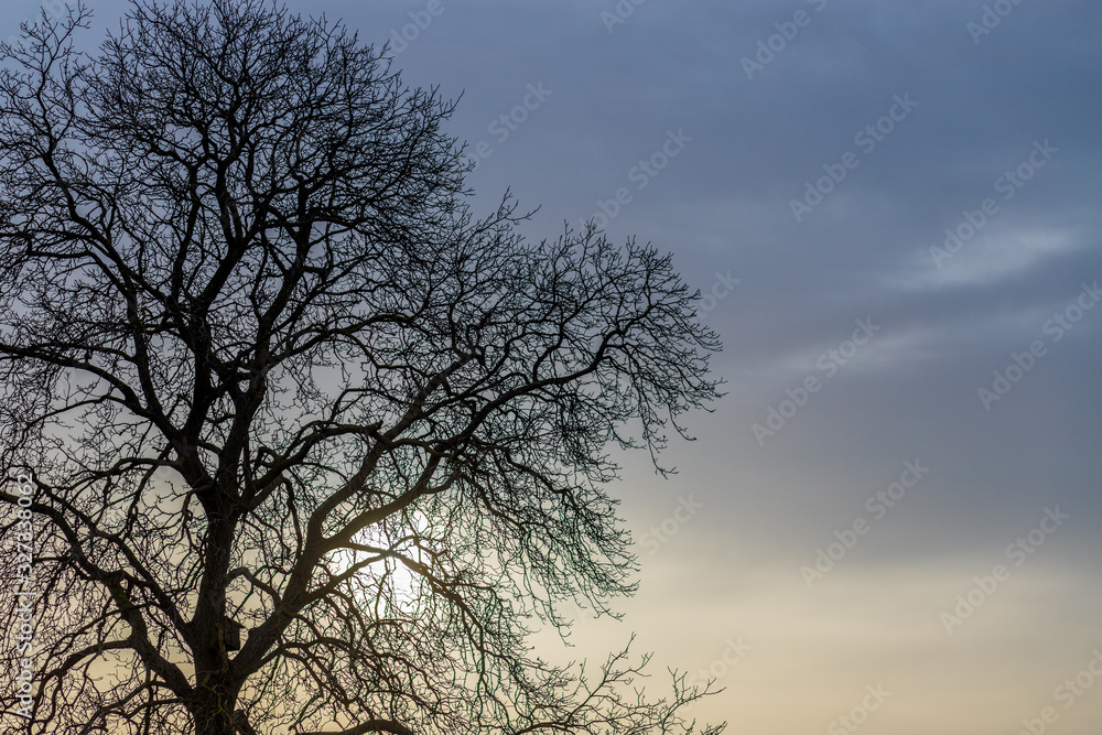 Kahler Baum an einem Wintermorgen